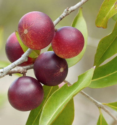 <p><strong>Camu Camu<br /></strong> (Myrciaria dubia)</p>